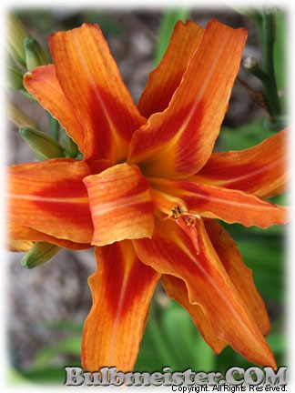 Hemerocallis_fulva_FlorePleno070618