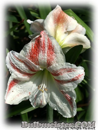 Hippeastrum Peppermint Candy