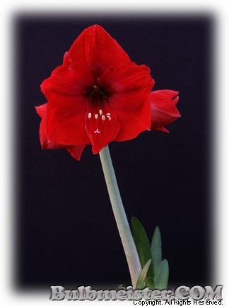 Hippeastrum Hardy Red hybrid amaryllis