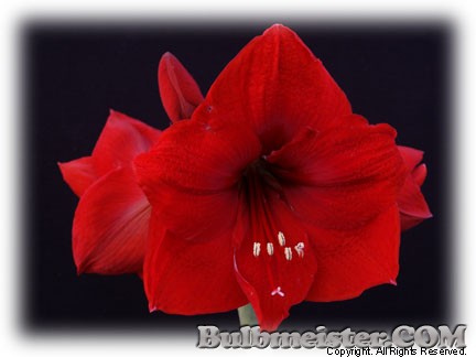 Hippeastrum Hardy Red hybrid amaryllis