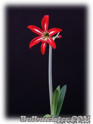 Hippeastrum xjohnsonii St. Saint Josephs Lily amaryllis