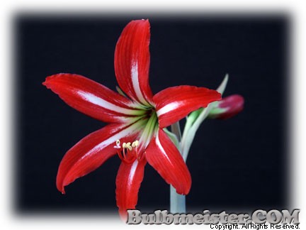 Hippeastrum xjohnsonii St. Saint Josephs Lily amaryllis