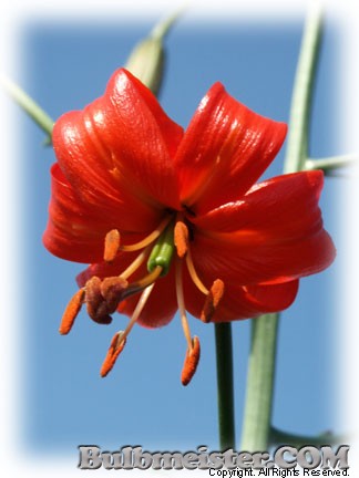 Lilium pumilum lily