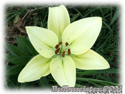 Lilium Aerobic lily
