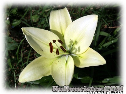 Lilium Aerobic lily