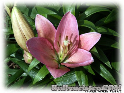 Lilium Algarve lily
