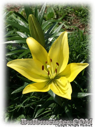 Lilium Golden Torch lily