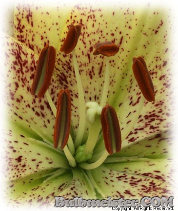 Lilium Suncrest