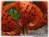 Lilium_lancifolium_splendens070626_02.jpg