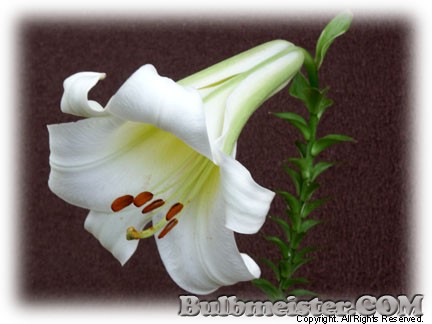 Lilium leucanthum