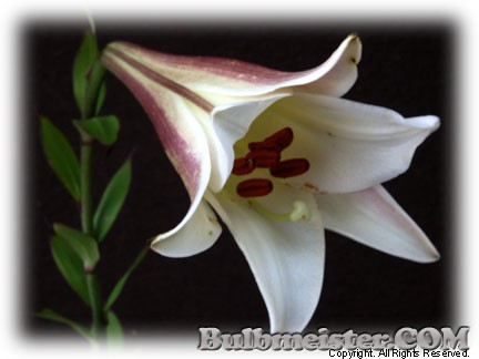 Lilium regale lily
