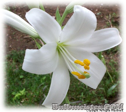 Lilium candidum madonna lily