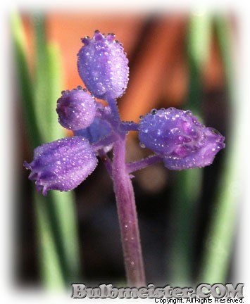 Muscari parviflorum grape hyacinth