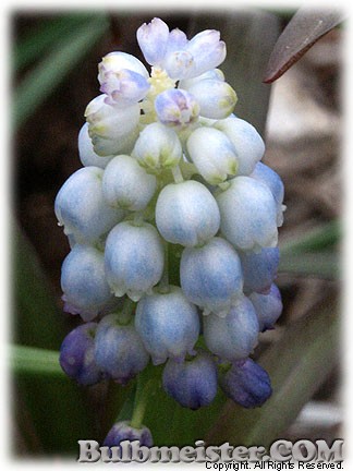 Muscari_Peppermint080417