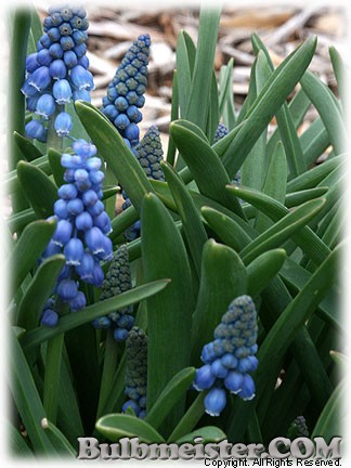 Muscari_armeniacum_CotedAzur080331