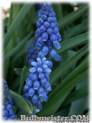 Muscari_armeniacum_CotedAzur080406