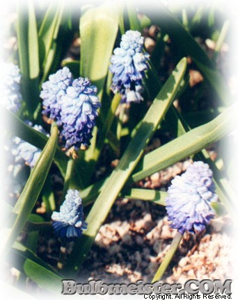 Muscari azureum grape hyacinth