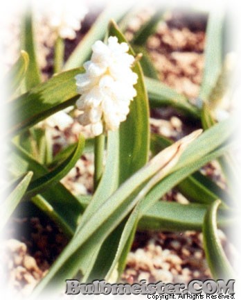Muscari azureum Album white grape hyacinth