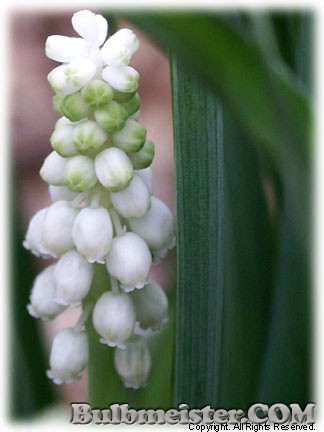 Muscari_botryoides_Album070329