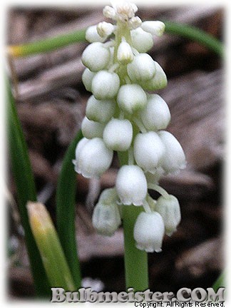 Muscari_botryoides_album080331