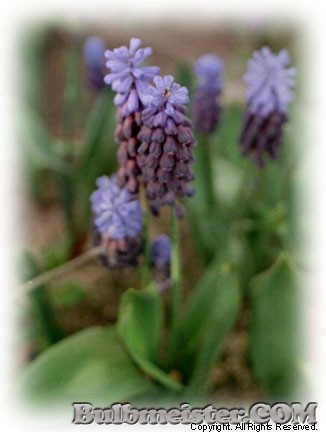 Muscari latifolium bicolor grape hyacinth