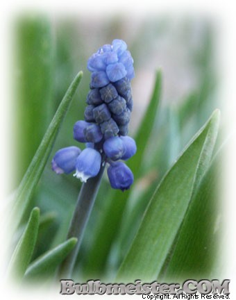 Muscari Superstar grape hyacinth hybrid