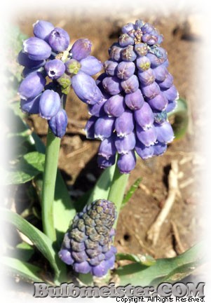 Muscari armeniacum grape hyacinth