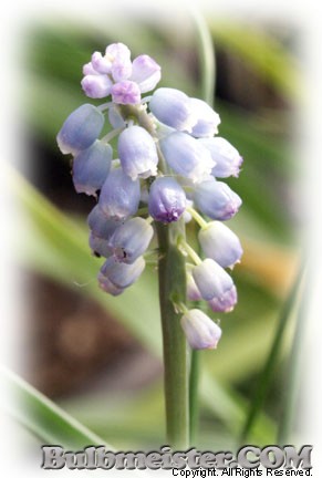 Muscari sp. grape hyacinth