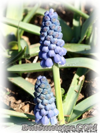Muscari botryoides grape hyacinth