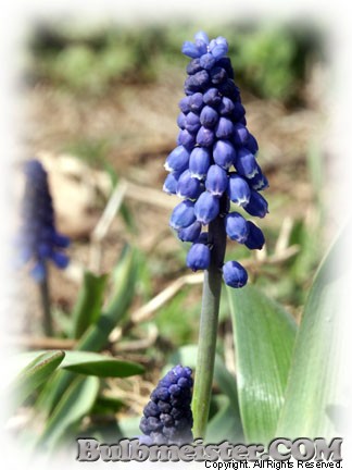 Muscari botryoides grape hyacinth