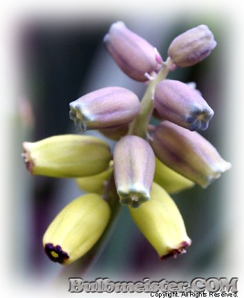 Muscari macrocarpum yellow grape hyacinth