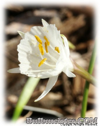 Narcissus cantabricus ssp. monophyllus
