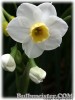 Narcissus_Avalanche080331_01.jpg
