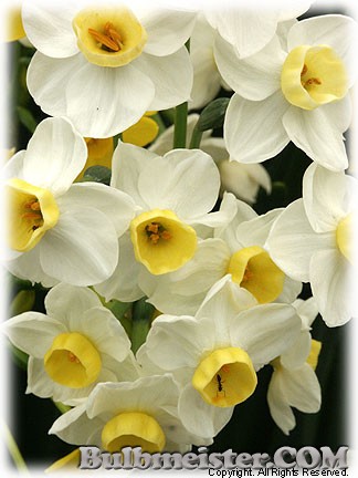 Narcissus_Avalanche080409