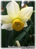 Narcissus_Beryl080409_01.jpg