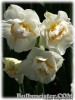 Narcissus_BridalCrown080406_01.jpg