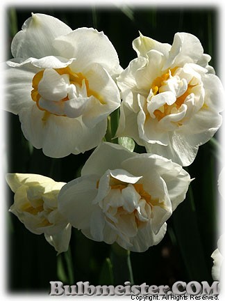Narcissus_BridalCrown080406