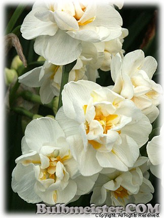 Narcissus_BridalCrown080411