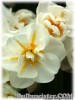 Narcissus_BridalCrown080417_01.jpg