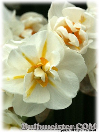 Narcissus_BridalCrown080417