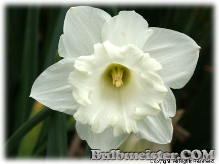 Narcissus_Broughshane070501