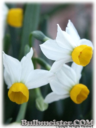Narcissus_Canaliculatus070327