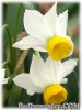Narcissus_Canaliculatus070328_01.jpg