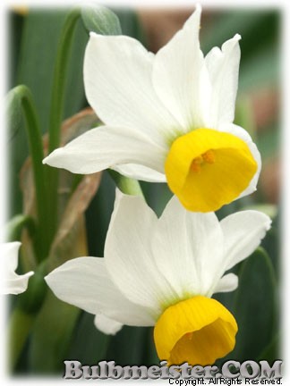 Narcissus_Canaliculatus070328