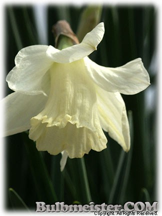 Narcissus_ColleenBawn080327
