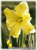 Narcissus_Etincelante070322_01.jpg