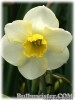 Narcissus_Fruitcup080423_01.jpg
