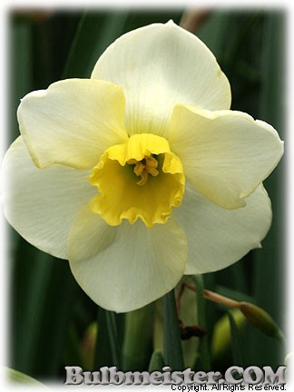 Narcissus_Fruitcup080423