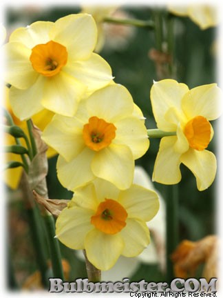 Narcissus_GoldenDawn070330