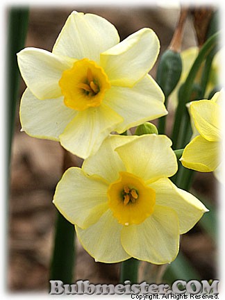 Narcissus_GoldenDawn070425